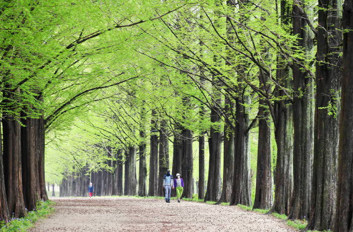 담양 메타세쿼이아가로수길.jpg