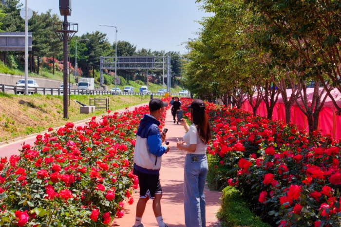 (사진_0516)_중랑구,_중랑_서울장미축제_첫날부터_장미_인파로_북적_(3).jpg